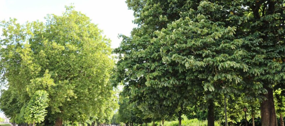 Parcs de Bruxelles. Où courir à Bruxelles