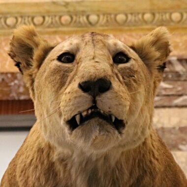Africa Museum Bruxelles