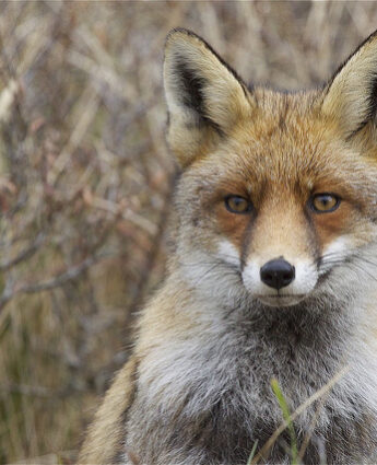 Des renards à Bruxelles