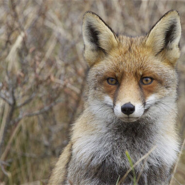Des renards à Bruxelles