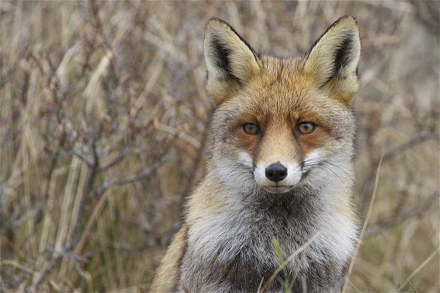 Des renards à Bruxelles