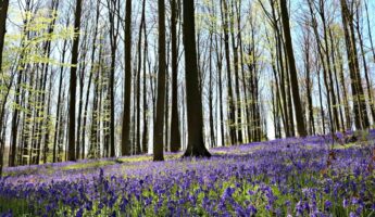 Jacinthes sauvages bois de Hal