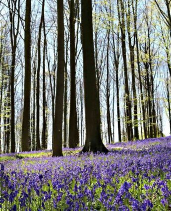 Jacinthes sauvages bois de Hal