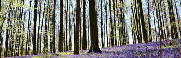 Jacinthes sauvages bois de Hal
