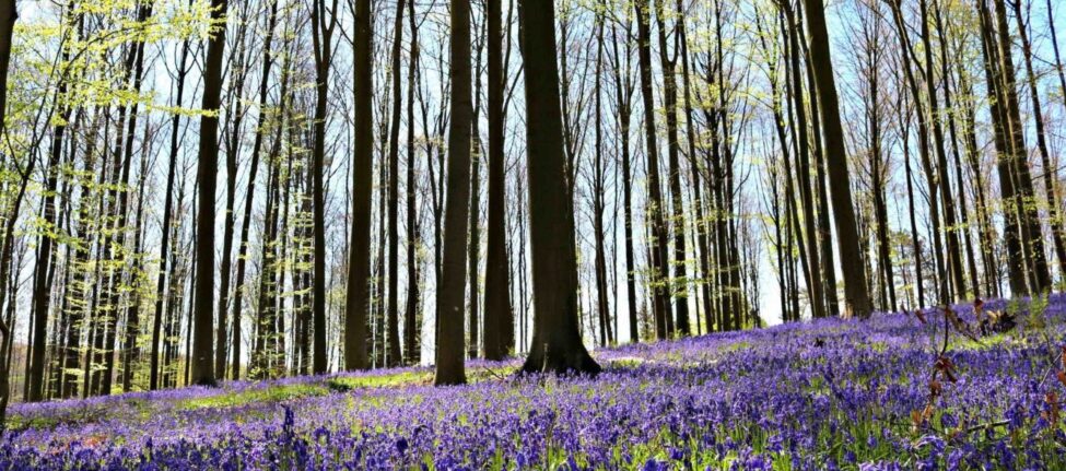 Jacinthes sauvages bois de Hal