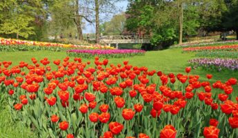 Floralia Grand Bigard 2019