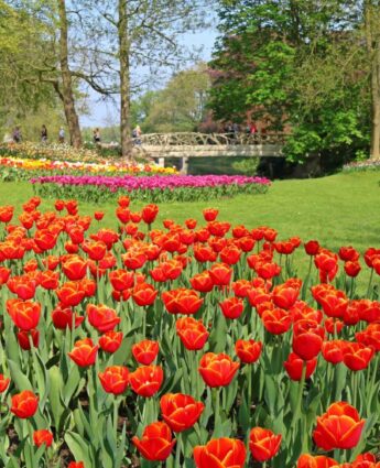 Floralia Grand Bigard 2019