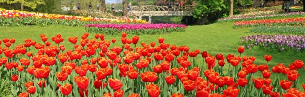 Floralia Grand Bigard 2019